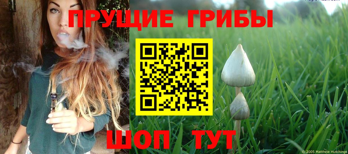 Псилоцибиновые грибы Psilocybe Симферополь